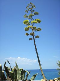 Plants by sea against clear blue sky