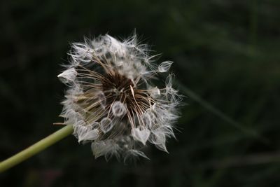 Close-up of dandelion flower