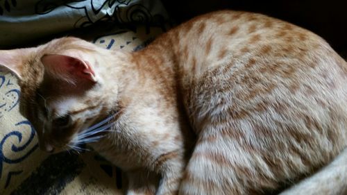 Close-up of a sleeping cat