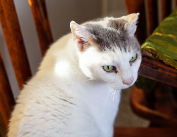 Close-up of cat looking away