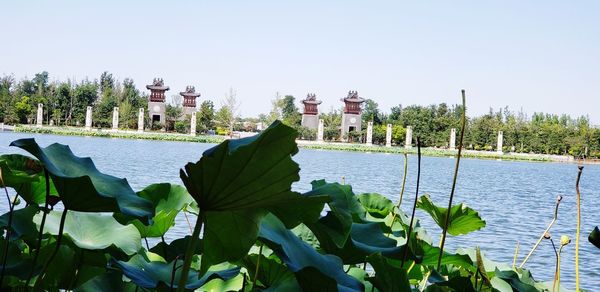 Plants growing by lake against clear sky