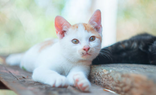 Close-up portrait of a cat