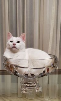 Close-up portrait of a cat