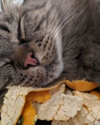 Close-up of cat sleeping