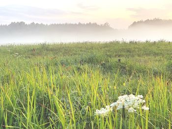 Scenic view of grassy field against sky