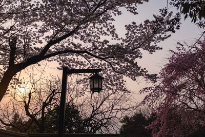 Low angle view of cherry tree against building