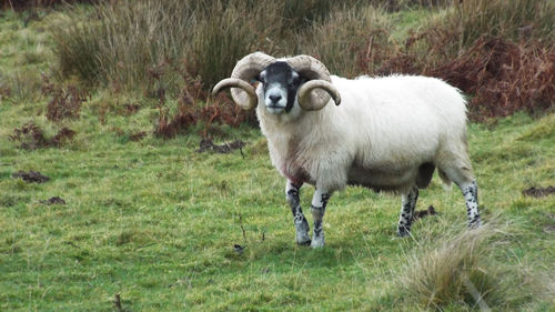 Portrait of  longhorn sheep standing in a field