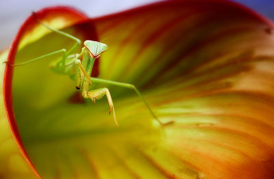 Close-up of insect on leaf