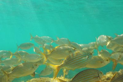 Fish swimming in sea