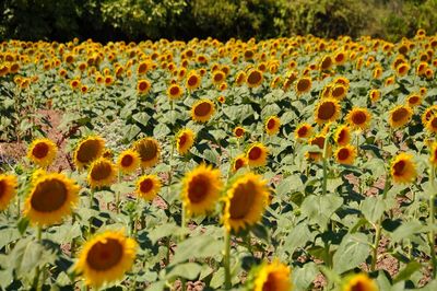 Close-up of yellow flowering plants on field