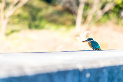 Close-up of bird perching on leaf