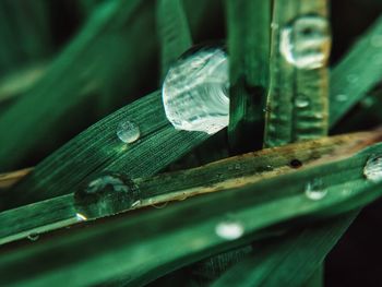 Close-up of raindrops on leaf