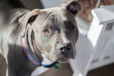 Close-up portrait of dog