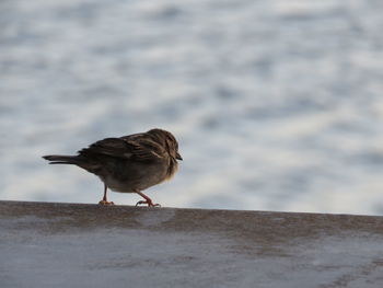 Close-up of bird on beach