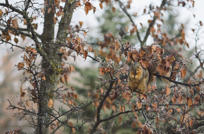 Close-up of squirrel on wilted plant