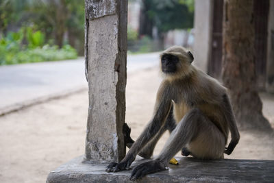 Close-up of monkey