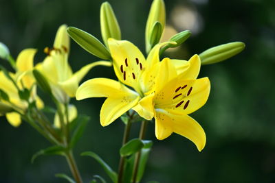 Close-up of yellow flowering plant