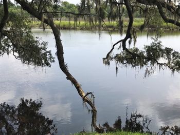 Scenic view of lake by trees in forest