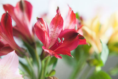 Close-up of pink flower