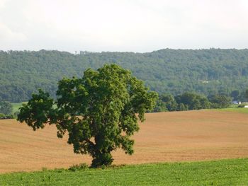 Scenic view of field against sky