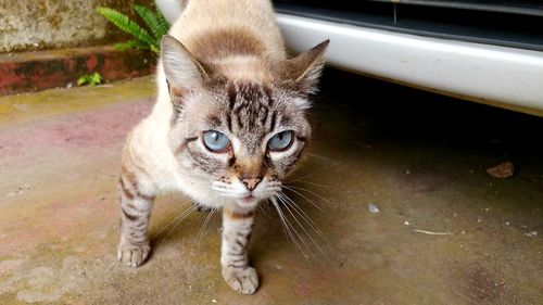 Portrait of cat