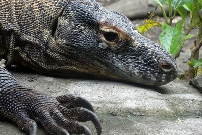 Close-up of a lizard