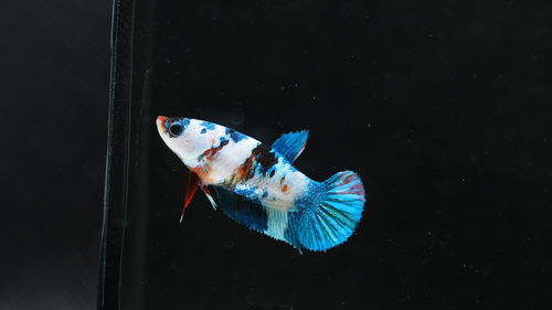 Close-up of fish swimming in sea