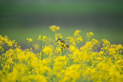 Yellow flowering plants on field