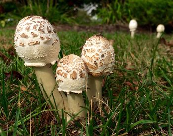 Close-up of mushroom on field