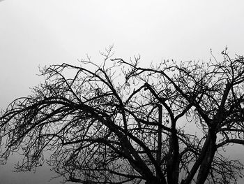 Low angle view of silhouette bare tree against clear sky