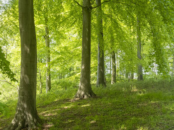 Trees in forest