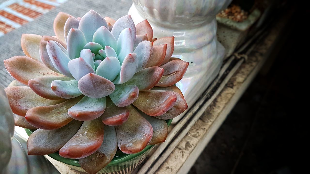 CLOSE-UP OF SUCCULENT PLANT IN MARKET