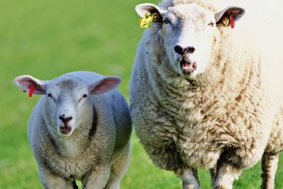 Mother sheep and lamb looking into the camera