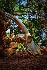 Close-up of lizard on tree