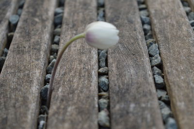 Close-up of plant against blurred background