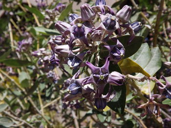 Close-up of fresh purple flowers blooming in park