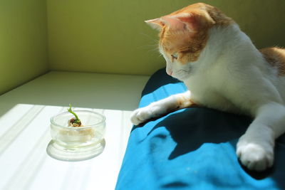 Cat relaxing on table at home