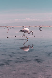 Tele shot of flamingo wading through salt lake in atacama desert