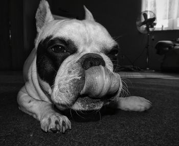 Close-up portrait of dog