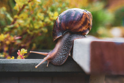 Close-up of snail