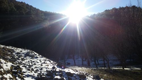 Sun shining through trees