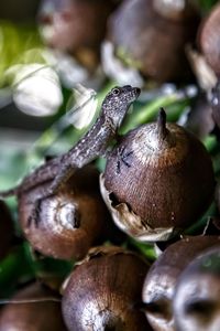 Close-up of mushrooms growing on plant