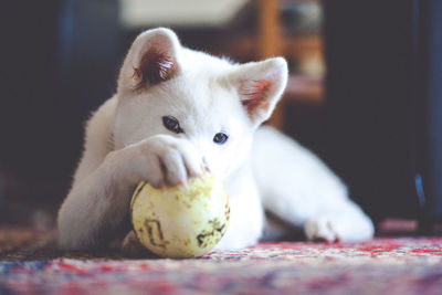 Portrait of cat