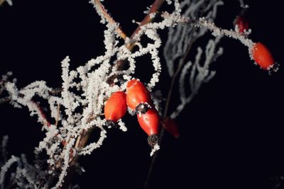 Close-up of berries on plant