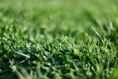 Close-up of grass growing on field