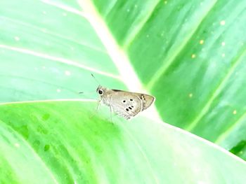 Close-up of butterfly on leaf