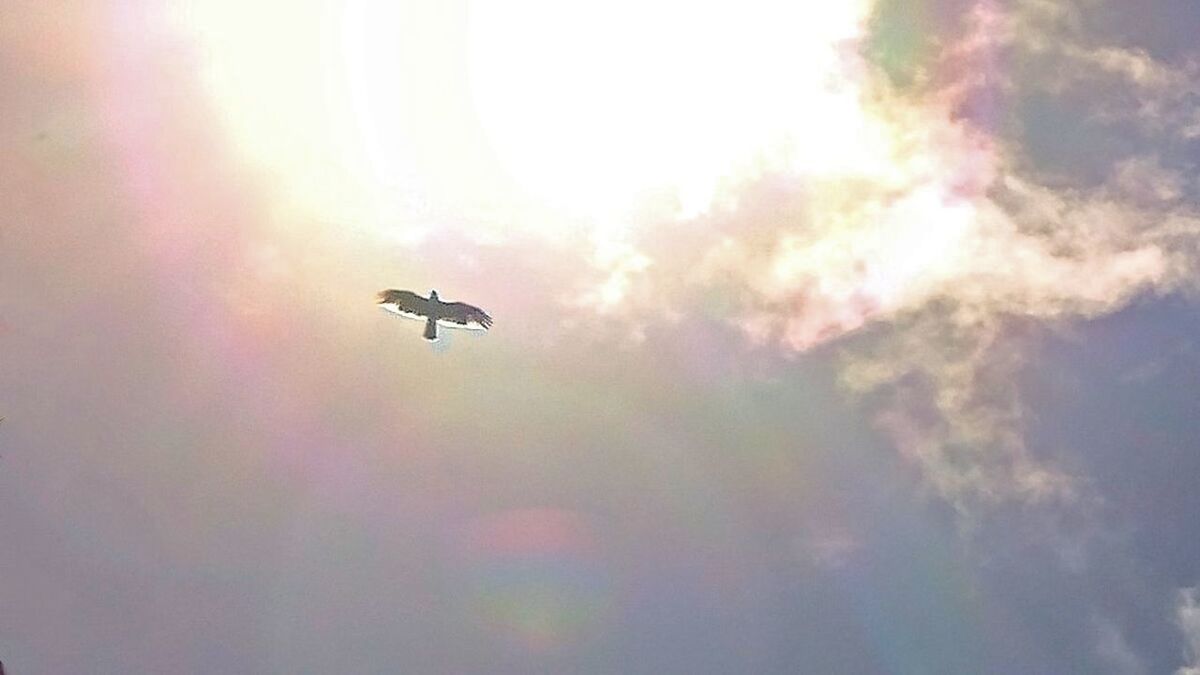 LOW ANGLE VIEW OF BIRD FLYING IN SKY