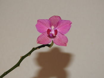 Close-up of pink orchid against white background