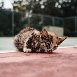 Cat lying on a footpath