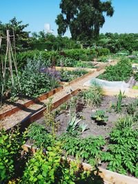 Plants growing in garden